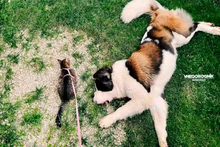 A cat and a dog play happily on a green lawn. An atmosphere of freedom, joy, and friendship — the perfect photo for the theme of relaxing with pets in nature.