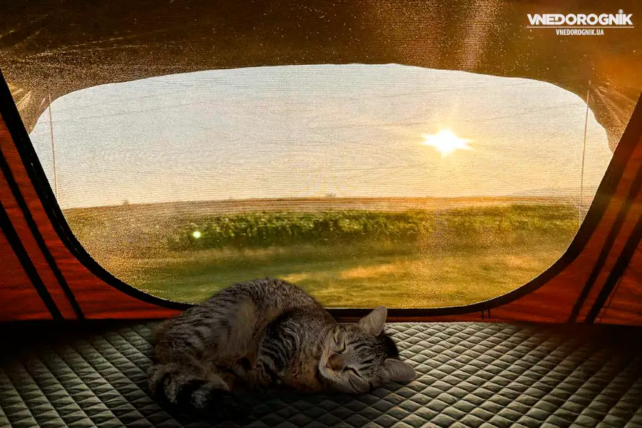 A cat sleeping in a rooftop tent