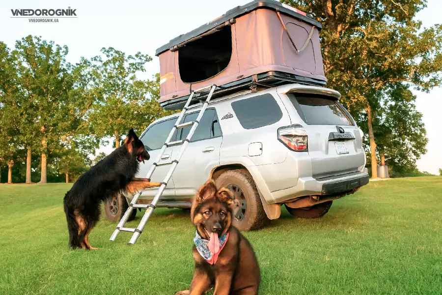 A dog carefully walks up a ladder leading from the ground to the entrance of a rooftop tent mounted on an SUV.