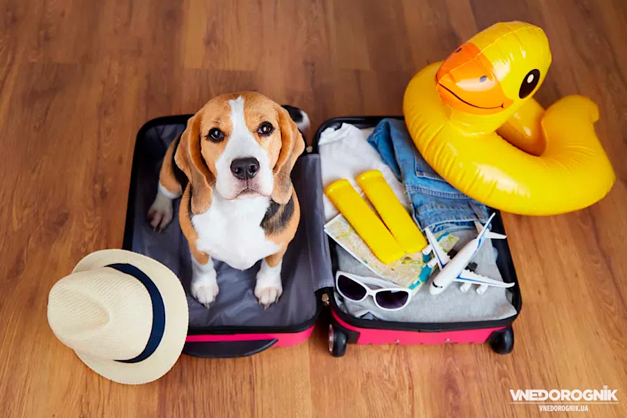 A dog sits in a suitcase, getting ready for a camping trip.