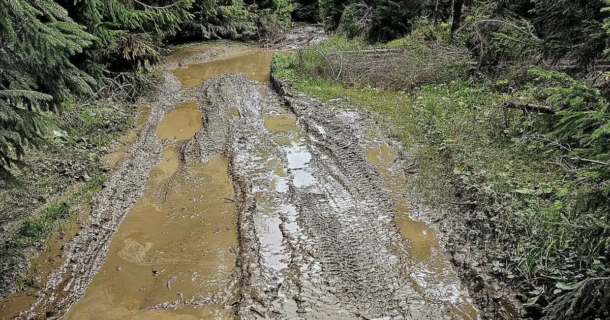 карпатське болото